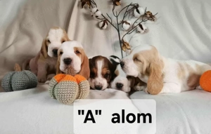 Eladó Basset Hound kiskutyák 