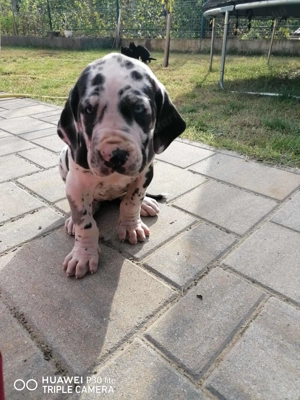 N met Dog kiskutya eladó 