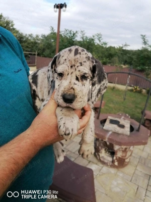 N met Dog kiskutya eladó  - kép 4