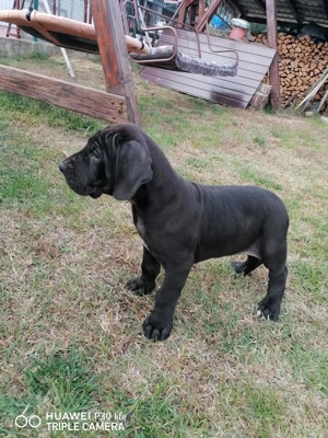 N met Dog kiskutya eladó  - kép 5