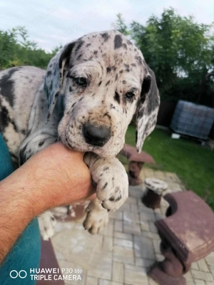 N met Dog kiskutya eladó  - kép 2