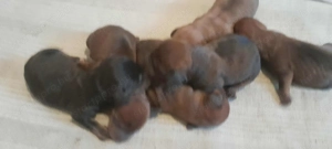 Fajta tiszta törpetacsko