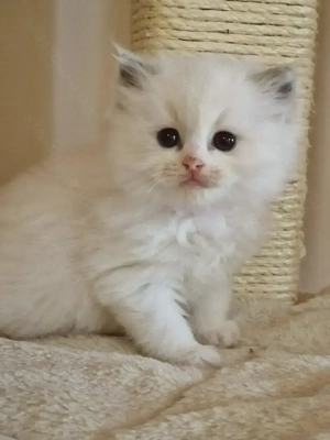 Törzskönyves, ragdoll blue bicolor kiscsajszi