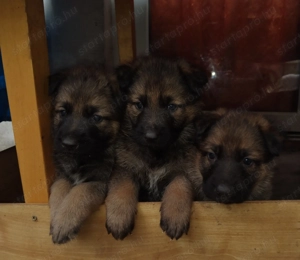 Ordas Németjuhász babák - kép 4