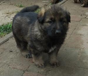 Ordas Németjuhász babák - kép 2