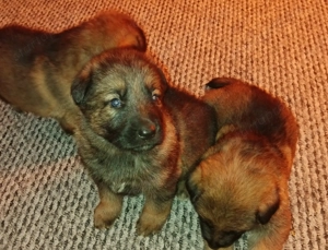 Ordas Németjuhász babák - kép 3