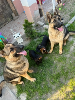 Ordas Németjuhász babák - kép 5