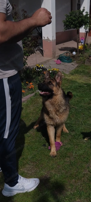 Ordas Németjuhász babák - kép 7