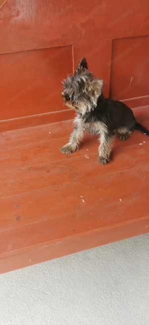 Mini yorki lány gazdit keres 