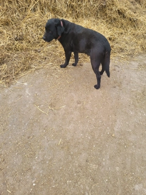 Labrador kölyök kutyák  - kép 13