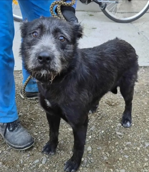 Az egyeki gyepmesteri telep gazdakeresői sos - kép 11