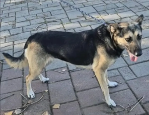 Az egyeki gyepmesteri telep gazdakeresői sos - kép 3