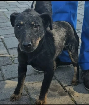 Az egyeki gyepmesteri telep gazdakeresői sos - kép 10