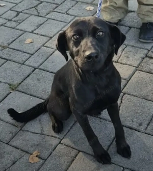 Az egyeki gyepmesteri telep gazdakeresői sos - kép 5