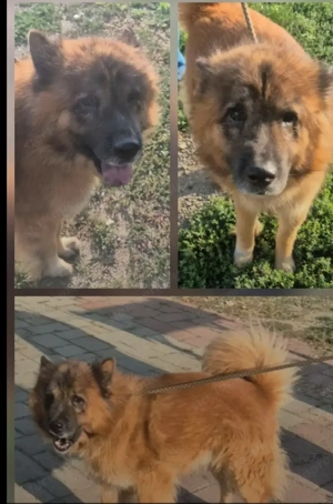 Az egyeki gyepmesteri telep gazdakeresői sos - kép 12