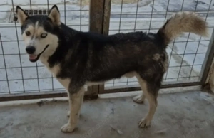 Az egyeki gyepmesteri telep gazdakeresői sos - kép 2