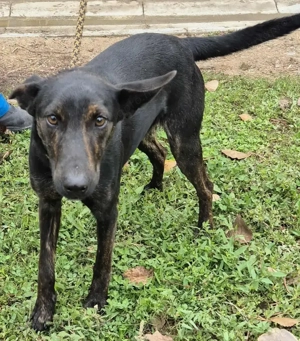 Az egyeki gyepmesteri telep gazdakeresői sos - kép 14