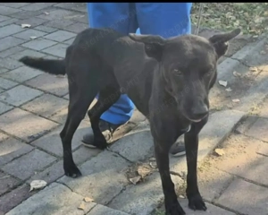 Az egyeki gyepmesteri telep gazdakeresői sos - kép 4