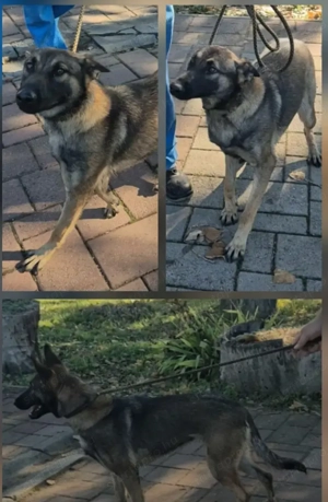 Az egyeki gyepmesteri telep gazdakeresői sos - kép 13