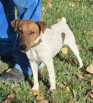 Az egyeki gyepmesteri telep gazdakeresői sos - kép 7