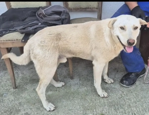 Az egyeki gyepmesteri telep gazdakeresői sos - kép 6