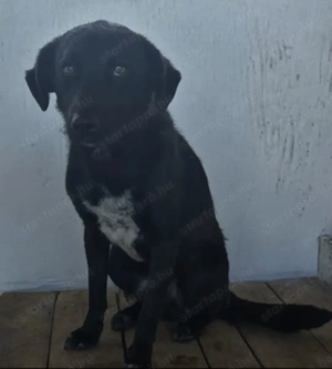 Az egyeki gyepmesteri telep gazdakeresői sos - kép 8