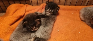 Különleges színű Main Coon kiscicák foglalózhatók