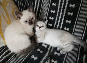 Brit colorpoint kiscicák 