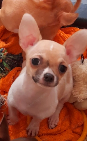 Csivava játékos  kisfiú