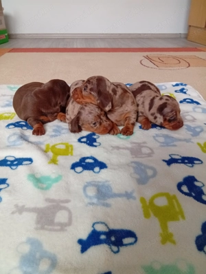 Törpe tacskó kiskutyák.