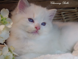 Törzskönyves Ragdoll cica *USA* Kansas Boy