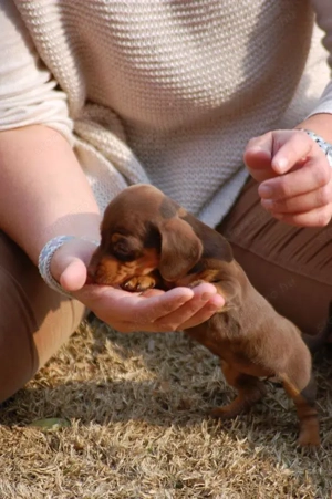 Csoki cser törpe tacskók 