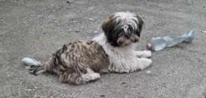 Shih-tzu kan kölyök eladó! - kép 2