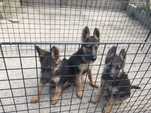 Német juhász németjuhász egyenes hátú kölyök szállítással is - kép 5