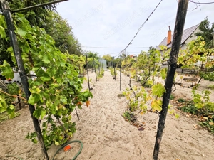 Szeged-Sziksós, téliesített nyaraló, zöldövezeti nyugalomban! - kép 13