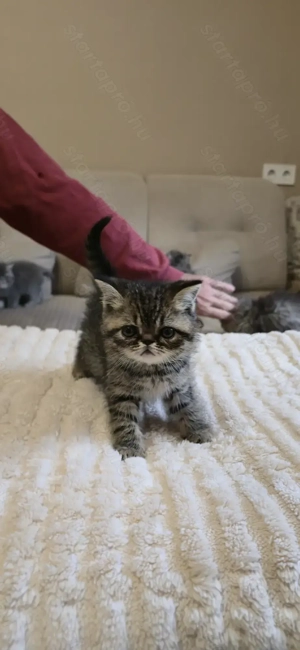 Exo perzsa kiscicák eladók! 