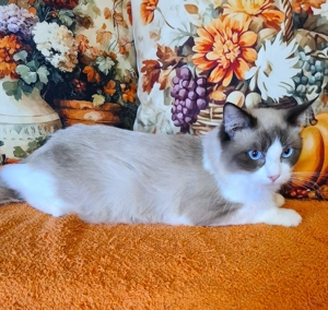 Törzskönyvezett szülőktől, Ragdoll kandúrok! - kép 2