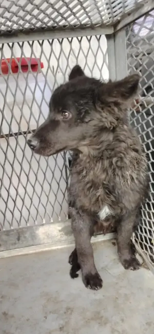 Jászladányi ebrendészeti telep gazdakeresői - kép 13