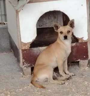 Jászladányi ebrendészeti telep gazdakeresői - kép 4