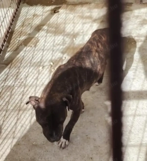 Jászladányi ebrendészeti telep gazdakeresői - kép 14