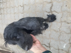 Angol cocker Spániel kutya eladó! - kép 2