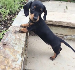 Fekete cser törpe tacskó 