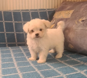 Fajtiszta máltai selyem kisfiú eladó