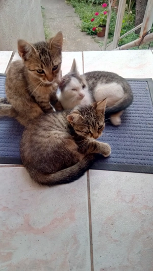 Kis cica gazdit keres! - kép 2