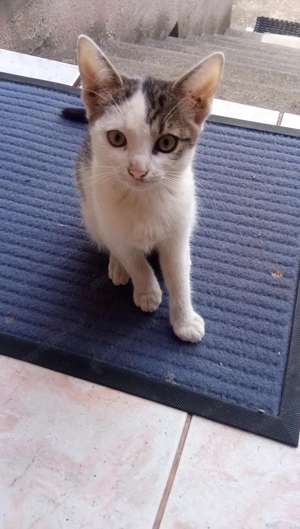 Kis cica gazdit keres! - kép 3