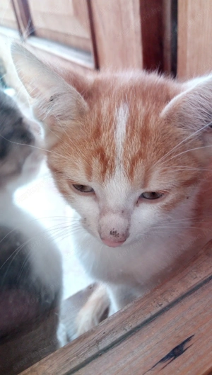 Kis cica gazdit keres! - kép 5