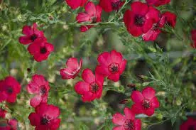 Lenvirág lila és fehér színben 