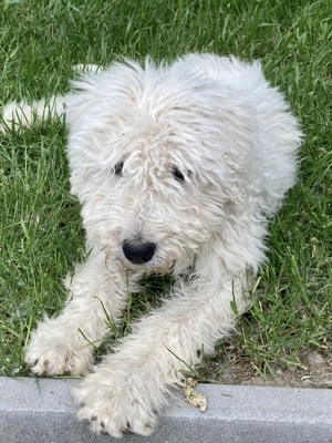 Cuki komondor szuka, 1,5 éves - Ingyen elvihető