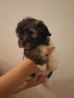 Pablo álomgazdiját várja! - kép 3