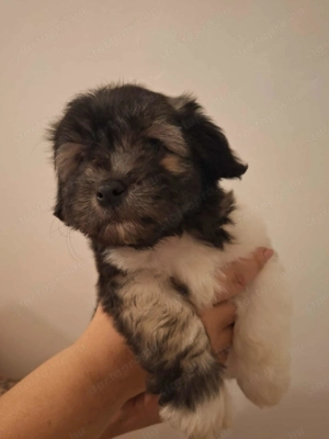 Pablo álomgazdiját várja! - kép 2